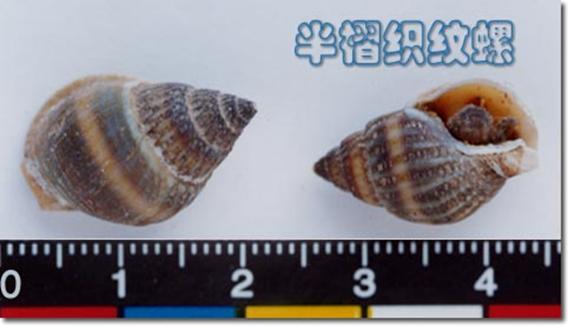 春夏季如何保证贝类食用安全——李杰人